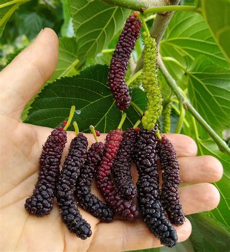 buy mulberry fruit in bangalore